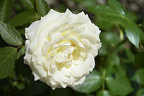 ���¼�������