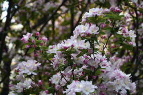 ���Ļ�����