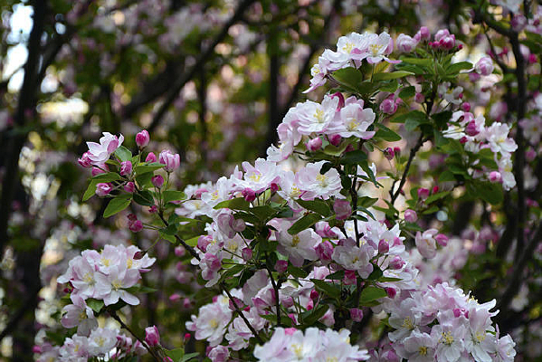 ���Ļ���