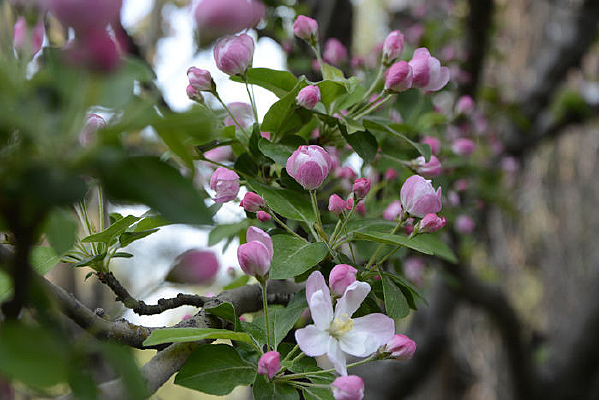 ���Ļ�����