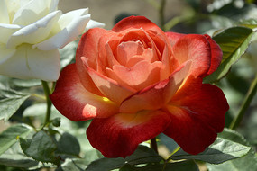 �����¼���