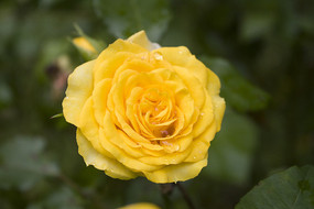 ���޵Ļ�ɫ�¼�