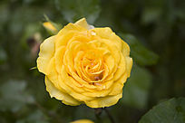 ���޵Ļ�ɫ�¼�