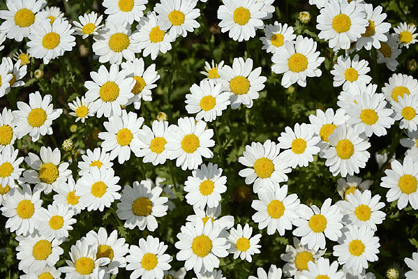 ����С�׾�