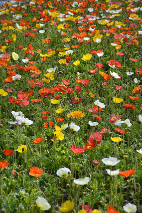 һƬ�����˻�