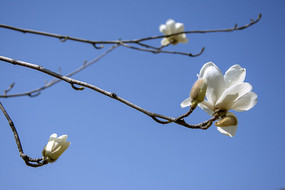 һ֦������