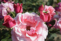 �¼�����