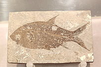 �����������㻯ʯ