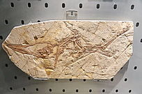 ��������������ʯ