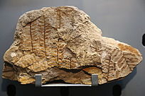 ųݻʯ