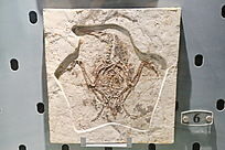 ���ϳ�����ʯ