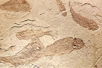 ������Ļ�ʯ