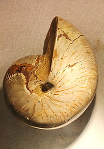 �����ݵĻ�ʯ