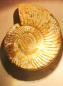 �����ݵľ�ʯ