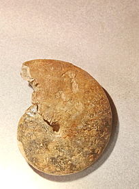 �����ݻ�ʯ