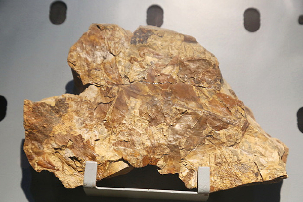 �����������Ҷ��ʯ