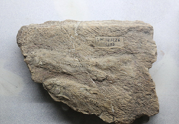 ��٪�����Ĵ��ǳ��㻯ʯ