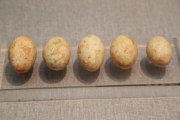 ��Ƥ����