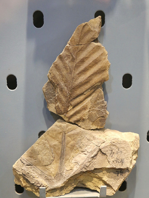 �ж���������Ҷ������ݻ�ʯ