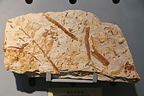 жݻʯ