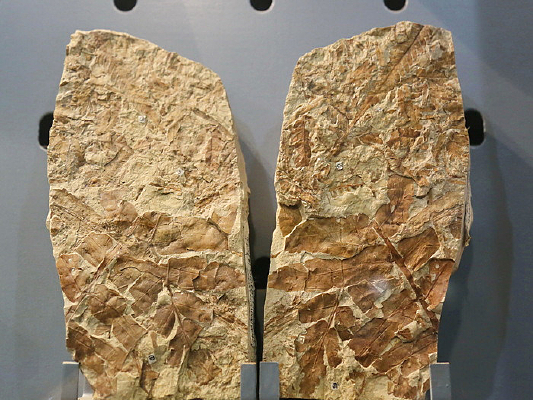 �ж�������Ҷ������ݻ�ʯ