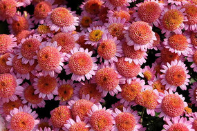 �ױߺ��ĵľջ�