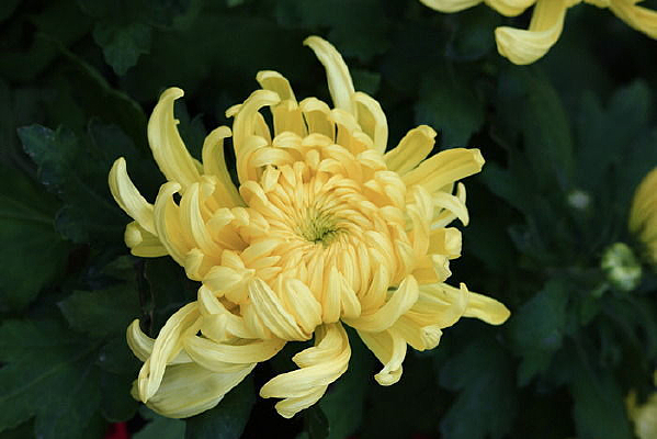 �뿪�ĵĻ�ɫ�ջ�