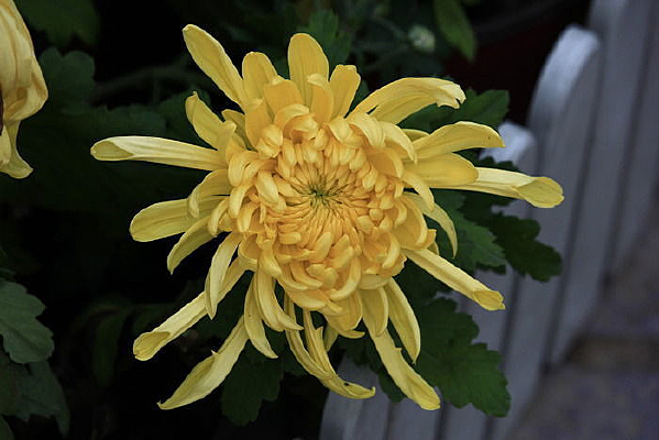 �뿪�Ļ�ɫ�ջ�