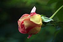 ����뿪�Ļƺ��¼�����