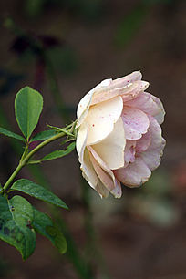 ����ķ��¼���