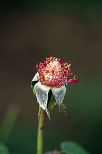 ���仨����¼�����