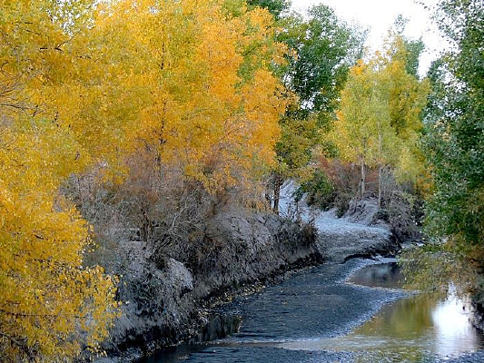 ��ɫ�ĺ���