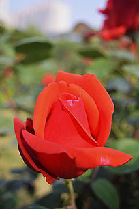 �������ŵĺ��¼�