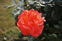 ��ɫ��Ⱦ�¼�