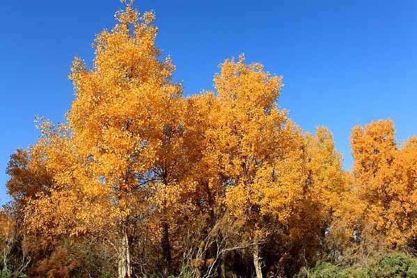 ��ɫ�ĺ���