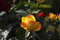 ��ɫ��Ⱦ�¼�