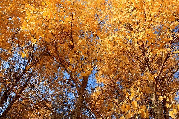 ����Ҷ��