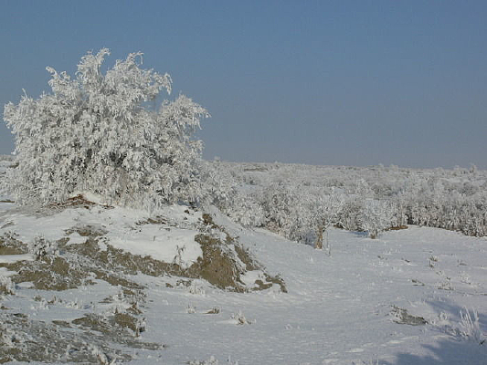 ������ѩ��