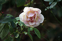 ǳ���¼���