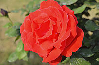 ʢ���ĺ��¼�