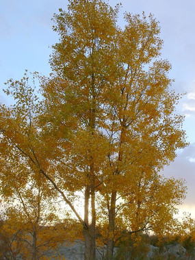 СС������