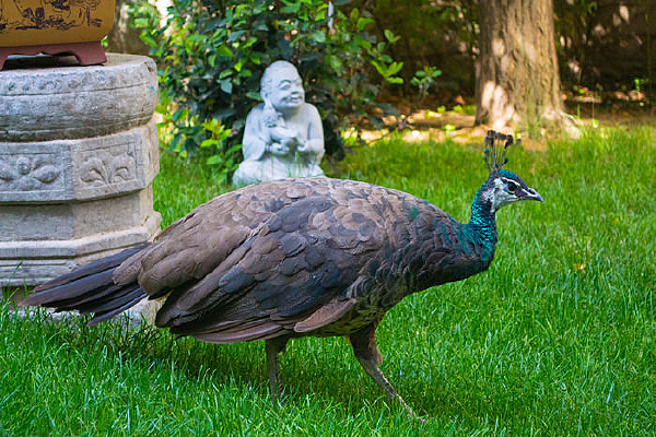 �����еĿ�ȸ