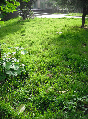 �����·���Ĳݵ�