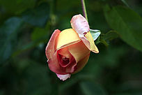 �¼�����