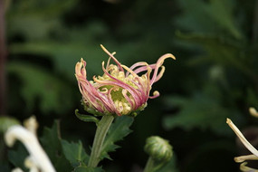 �뿪�ĻƷ۾ջ���