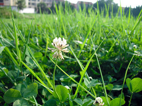 �ݴ��е���Ҷ�ݻ�