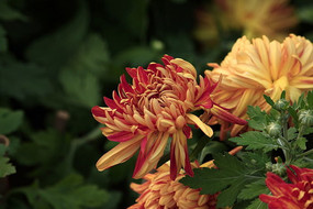 ����Ľۺ�ɫ�ջ�