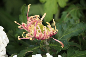 ����Ľ�˿��