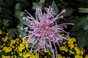 ���ջ���С�ջ�