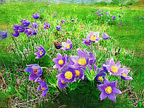 ���Ի�����ɫ��ͷ�̡�